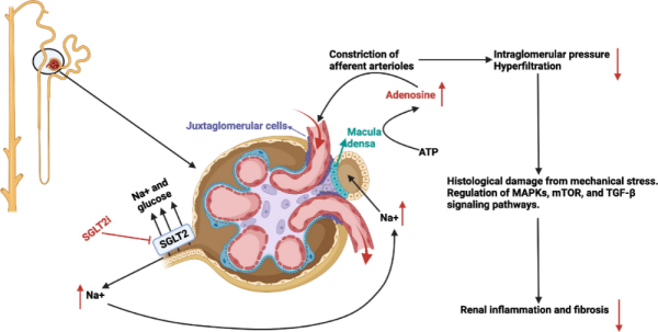 米涂配资 eGFR降低、AKI风险、尿路感染？三问三答SGLT2i常见安全性疑问！